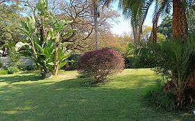 Jacaranda